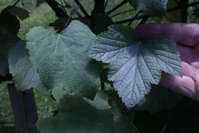 Grape leaf (left) blackcurrant leaf (right)